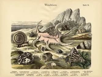 Weichtiere, um 1860